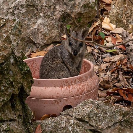 Capricorn Caves Hotel Rockhampton Bagian luar foto